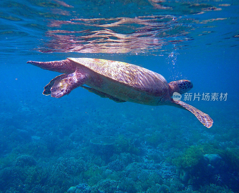 绿海龟(Chelonia mydas)刚吸入